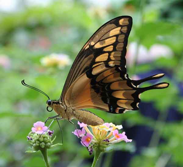 عنوان تصویر-5 متن تصویر-5